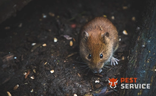 Дератизация в Октябрьском